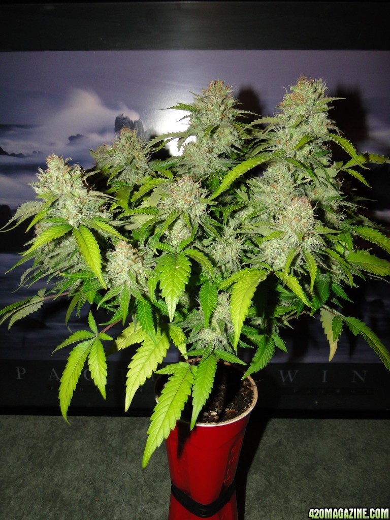 Solo Cup Comp.-Jilly Bean-Day 50 of Flowering