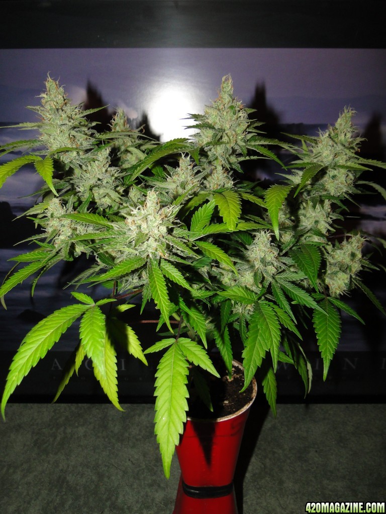 Solo Cup Comp.-Jilly Bean-Day 50 of Flowering