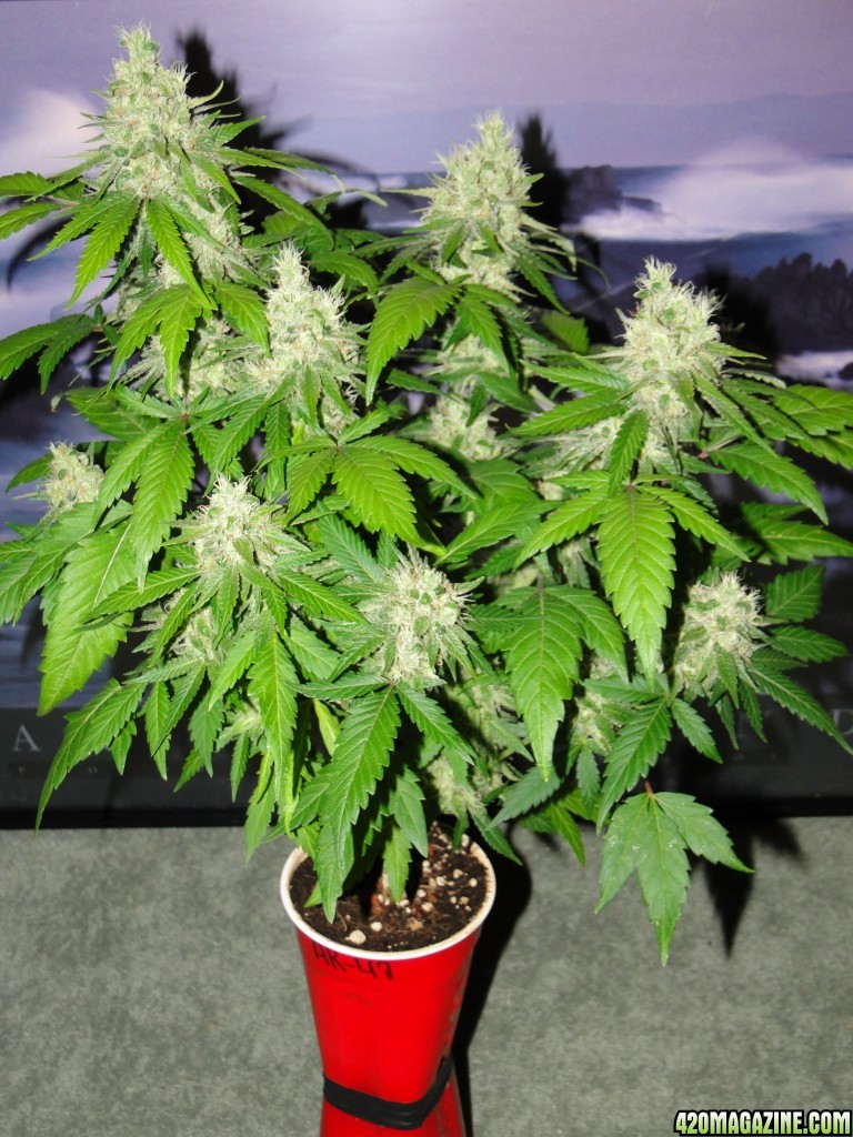 Solo Cup Comp.-Jilly Bean-Day 52 of Flowering