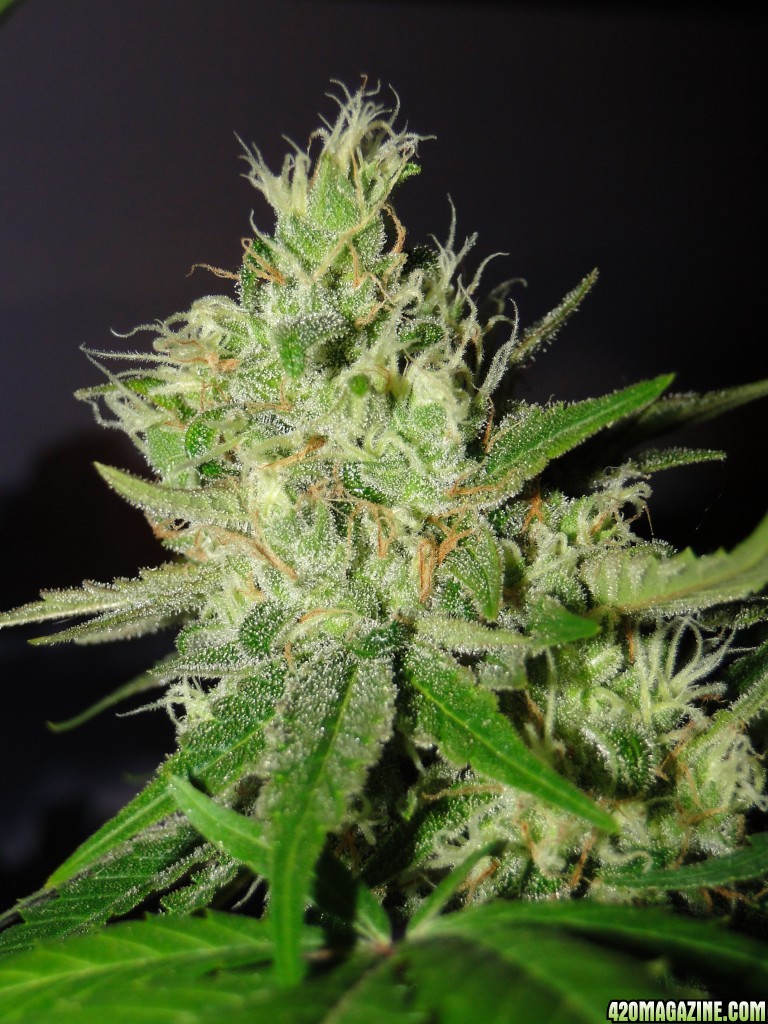 Solo Cup Comp.-Jilly Bean-Day 52 of Flowering