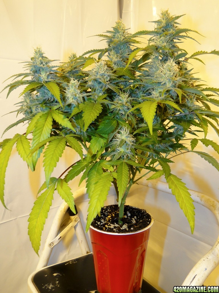 Solo Cup Comp.-Organic Jilly Bean-Day 39