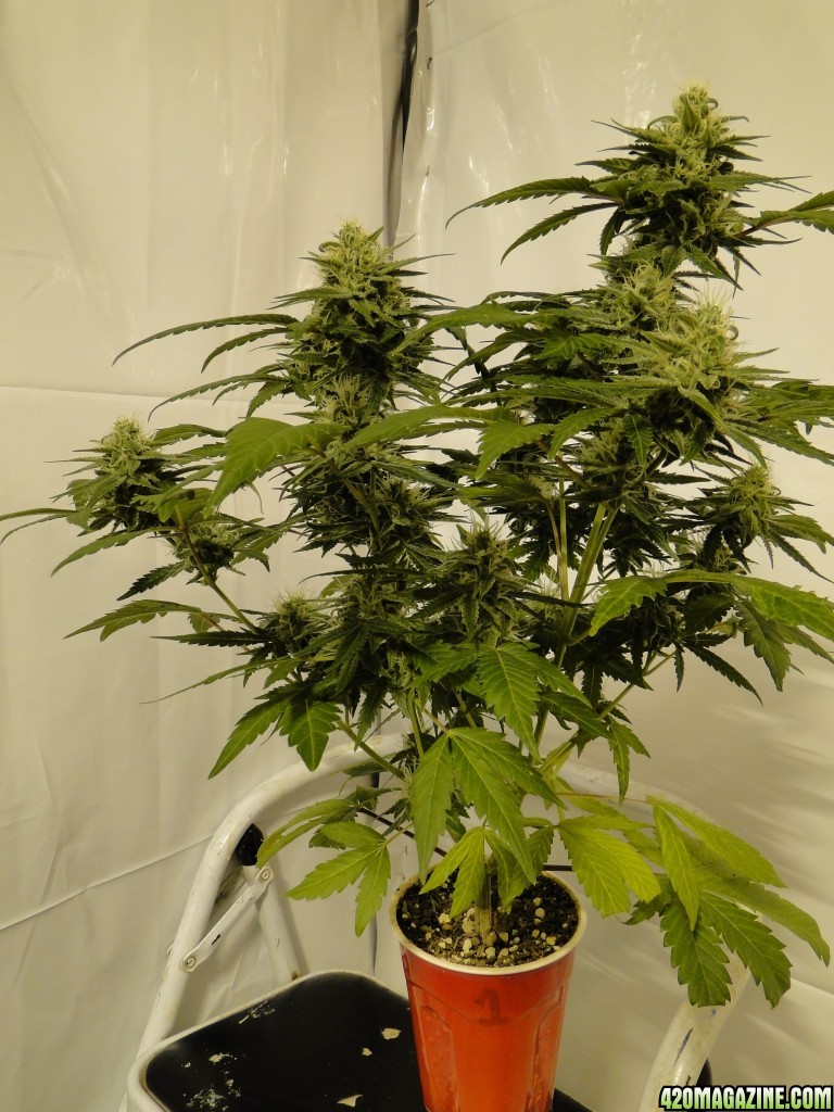 Solo Cup Comp.-Organic Jilly Bean-Day 41