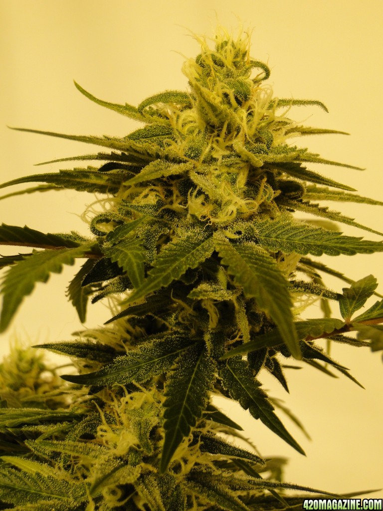 Solo Cup Comp.-Organic Jilly Bean-Day 41