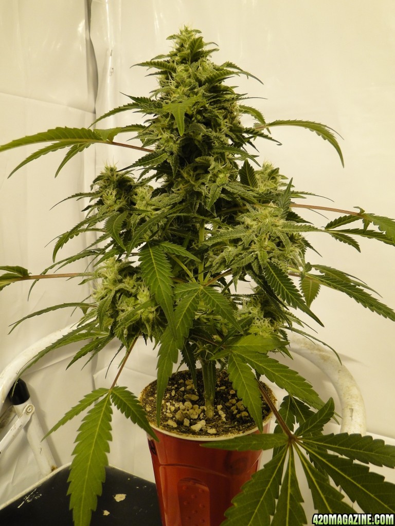 Solo Cup Comp.-Organic Jilly Bean-Day 41