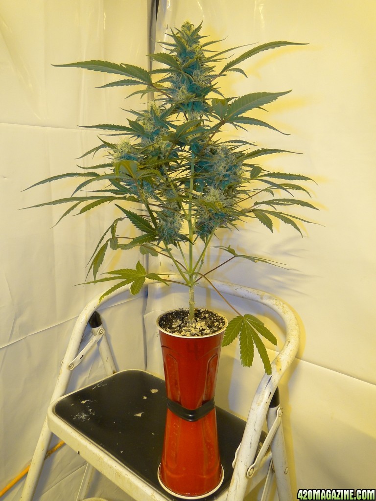 Solo Cup Comp.-Organic Jilly Bean-Day 41