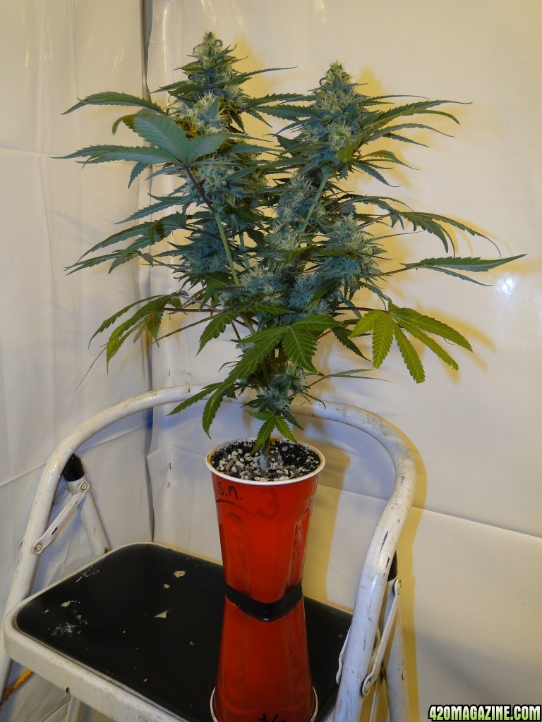 Solo Cup Comp.-Organic Jilly Bean-Day 41