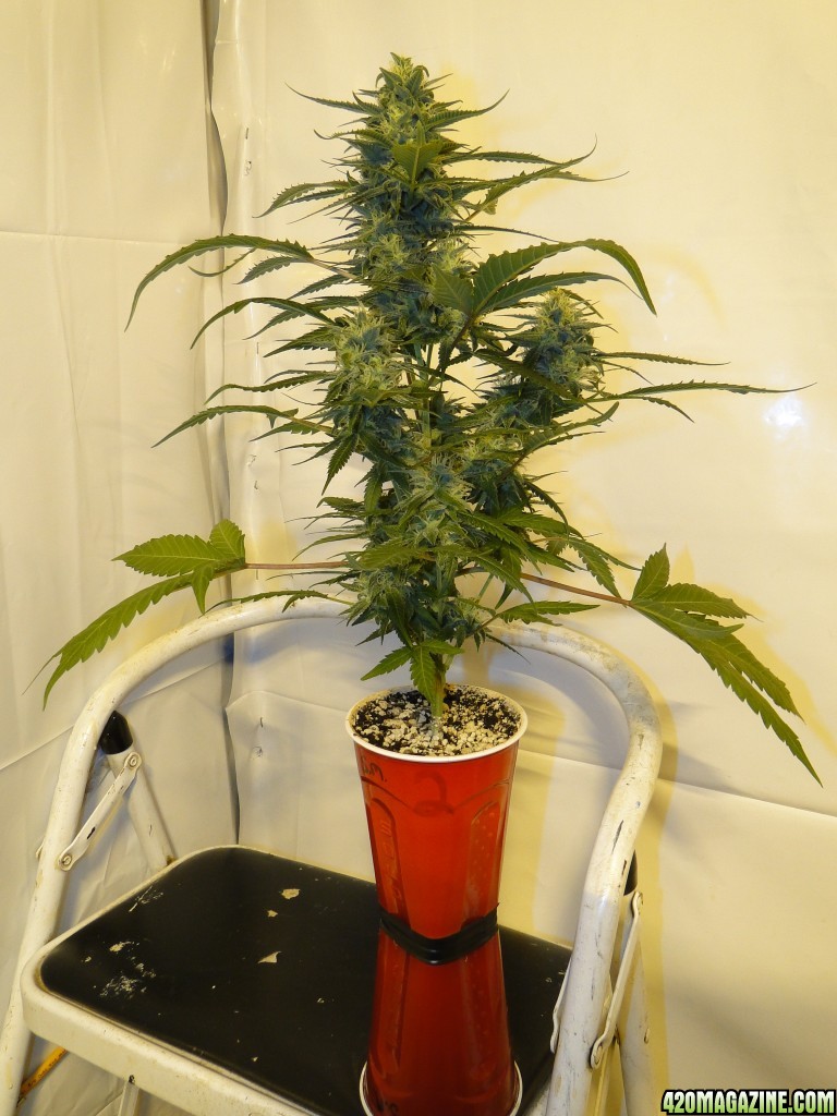 Solo Cup Comp.-Organic Jilly Bean-Day 41