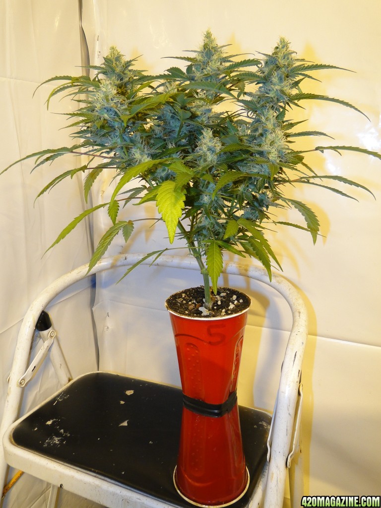 Solo Cup Comp.-Organic Jilly Bean-Day 41