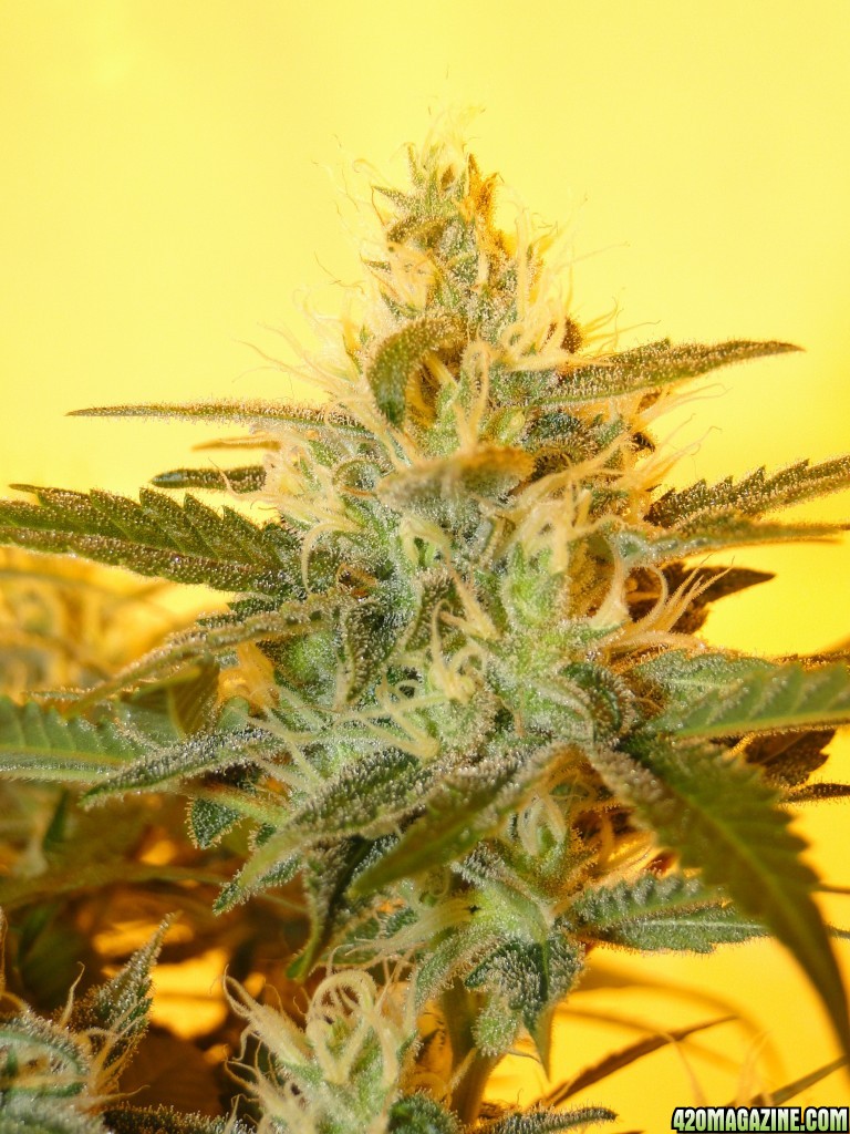 Solo Cup Comp.-Organic Jilly Bean-Day 41