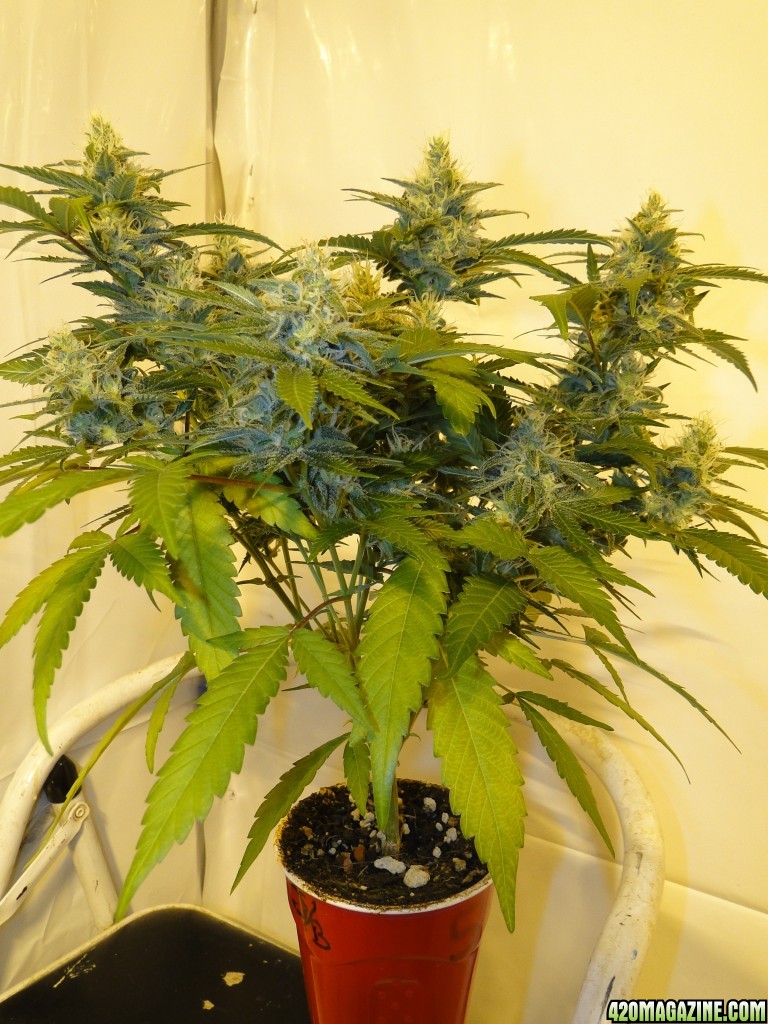 Solo Cup Comp.-Organic Jilly Bean-Day 41