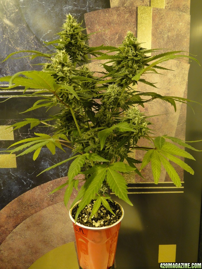 Solo Cup Comp.-Organic Jilly Bean-Day 43 of Flowering