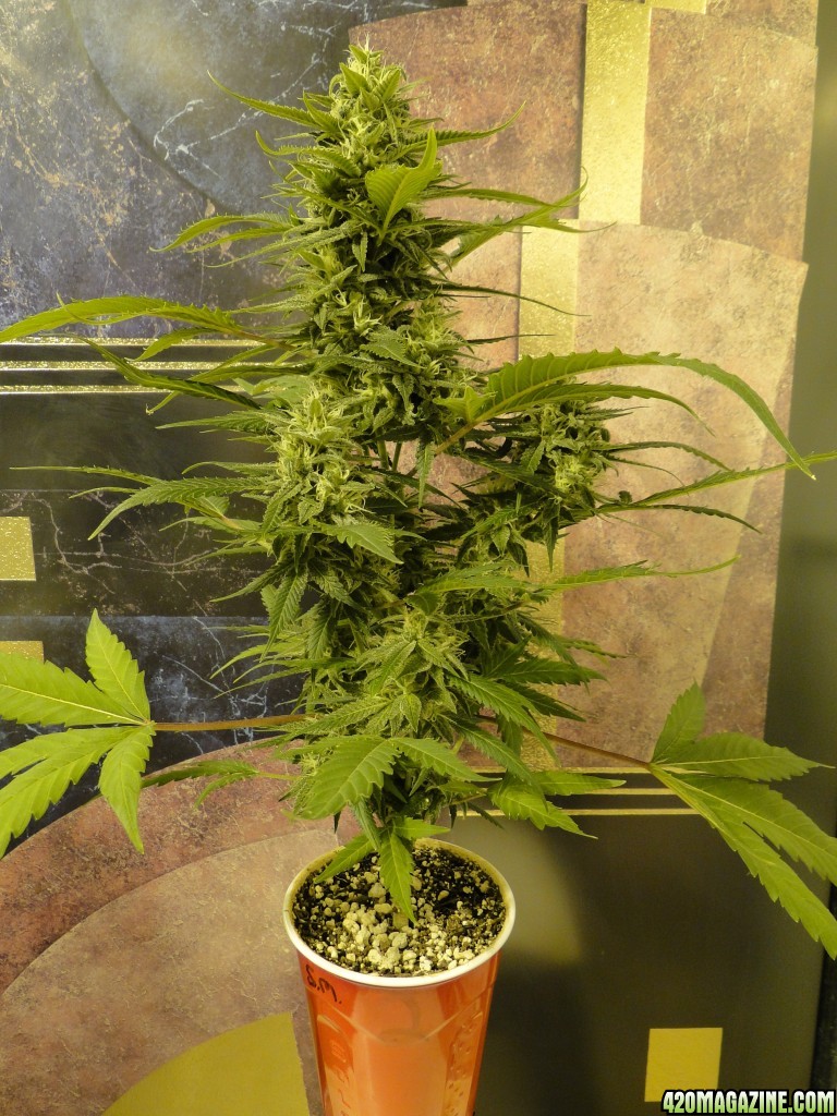 Solo Cup Comp.-Organic Jilly Bean-Day 43 of Flowering