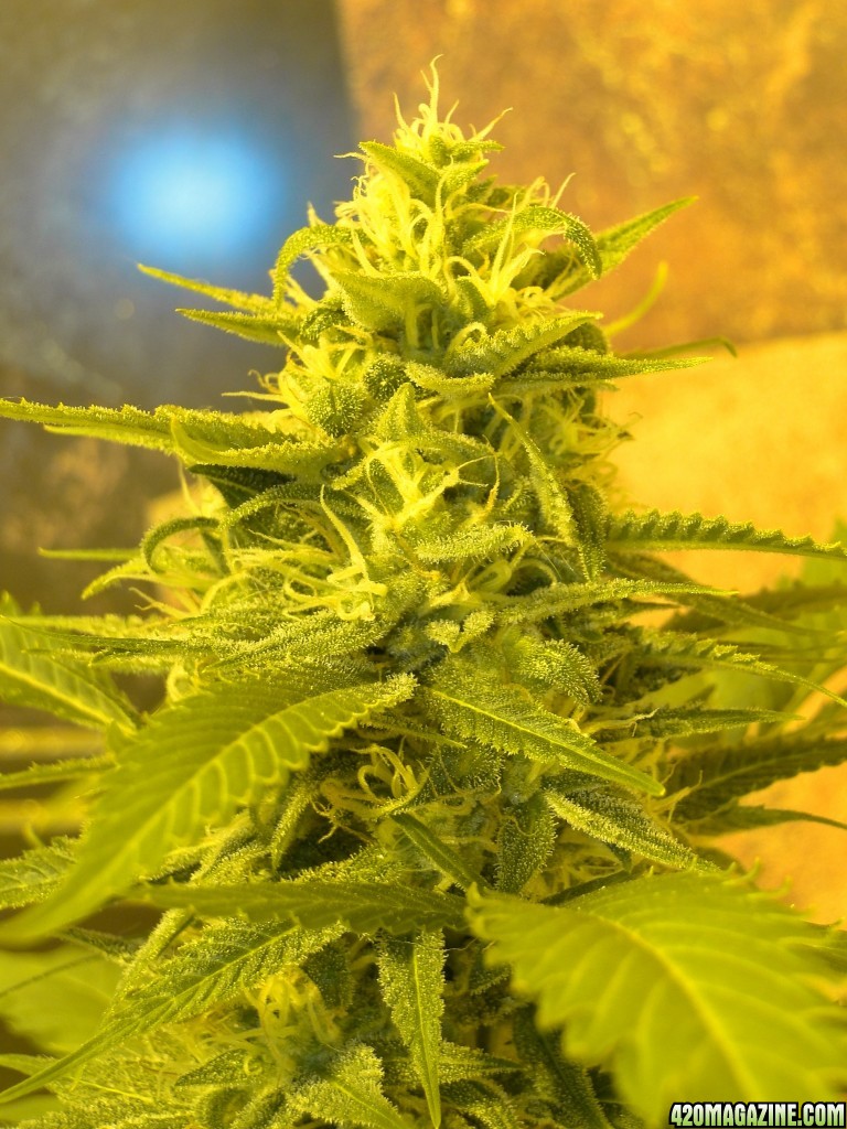 Solo Cup Comp.-Organic Jilly Bean-Day 43 of Flowering