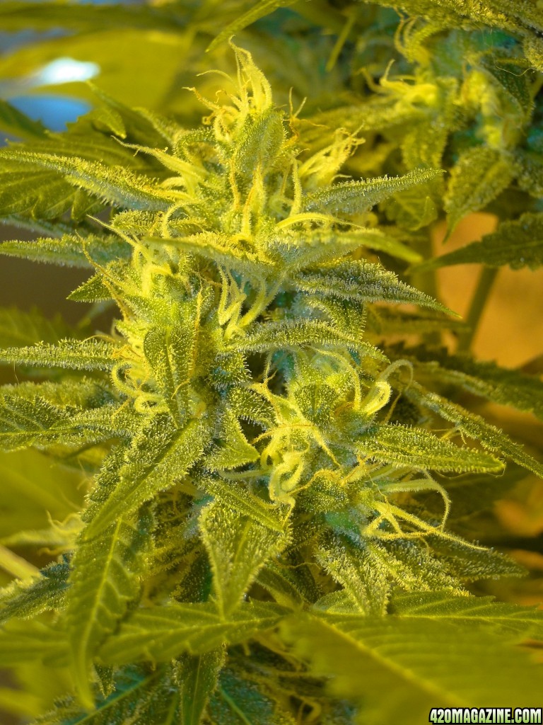 Solo Cup Comp.-Organic Jilly Bean-Day 43 of Flowering