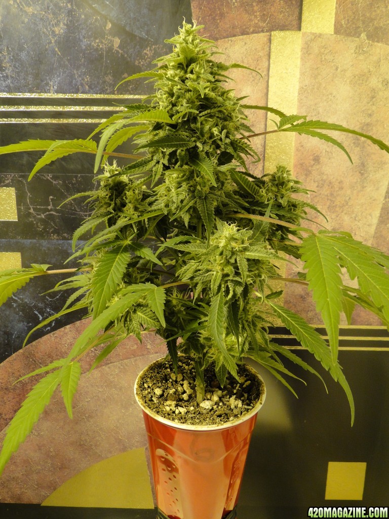 Solo Cup Comp.-Organic Jilly Bean-Day 43 of Flowering