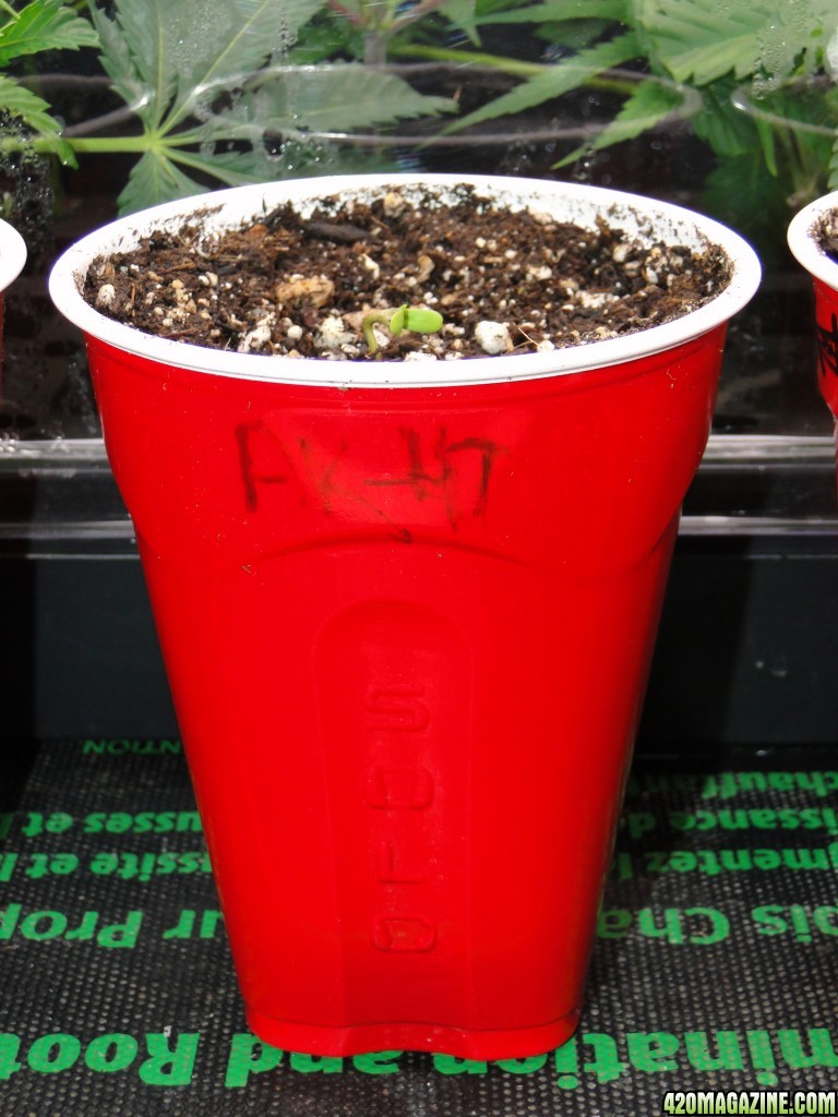 Solo Cup Competition Entries-AK-47 Seedling-1/19/16