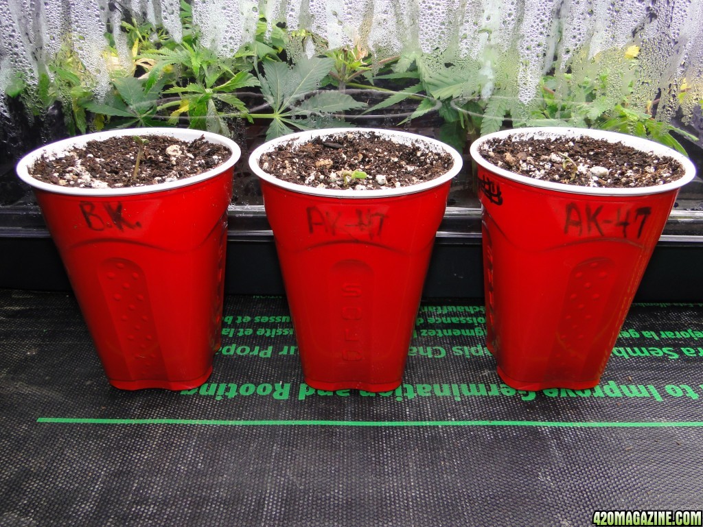 Solo Cup Competition Entries-Bubba Kush and AK-47 Seedlings-1/19/16