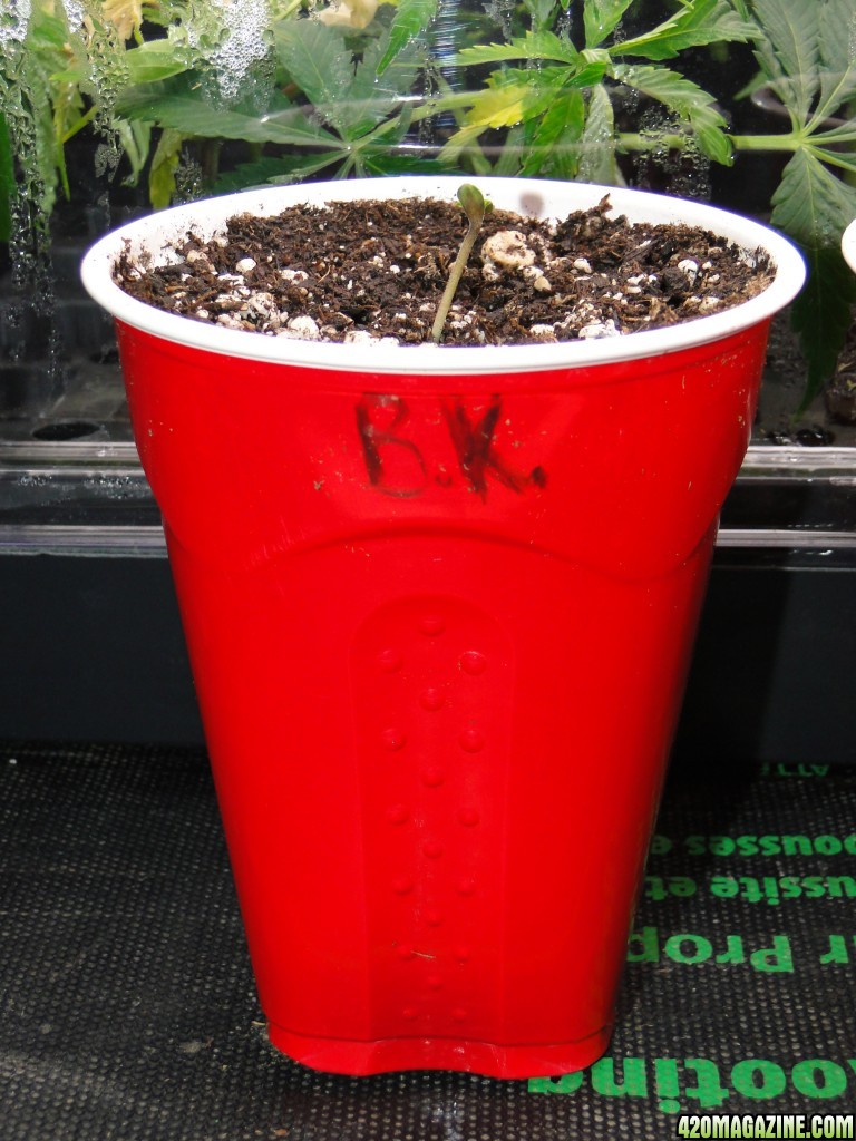 Solo Cup Competition Entries-Bubba Kush Seedling-1/19/16