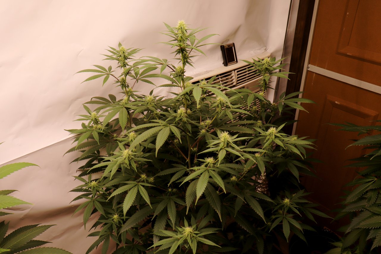 Solo Cup Project-Gorilla Bomb Feminized #1/A-Day 21 of Flowering-6/11/23