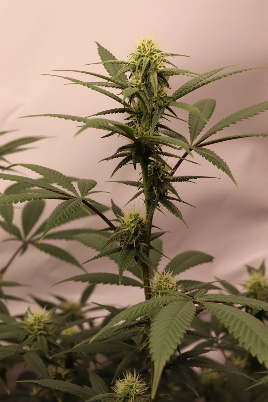 Solo Cup Project-Gorilla Bomb Feminized #1/A-Day 21 of Flowering-6/11/23