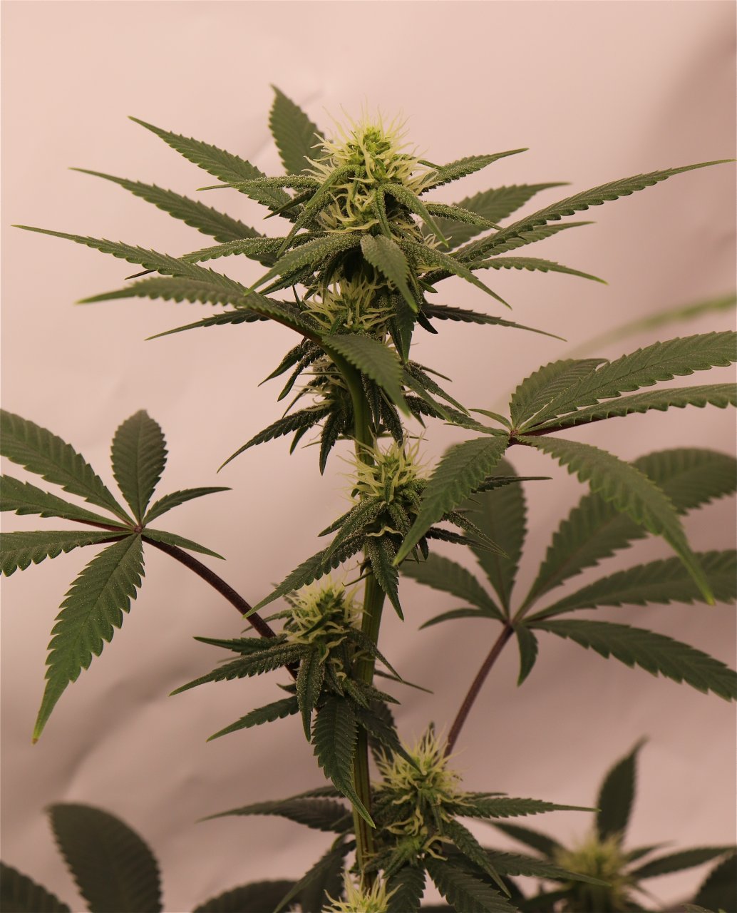 Solo Cup Project-Gorilla Bomb Feminized #1/A-Day 21 of Flowering-6/11/23