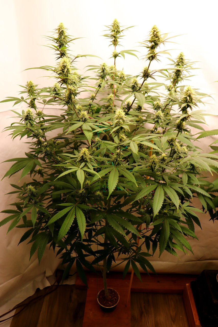 Solo Cup Project-Gorilla Bomb Feminized #1/A-Day 28 of Flowering-6/18/23