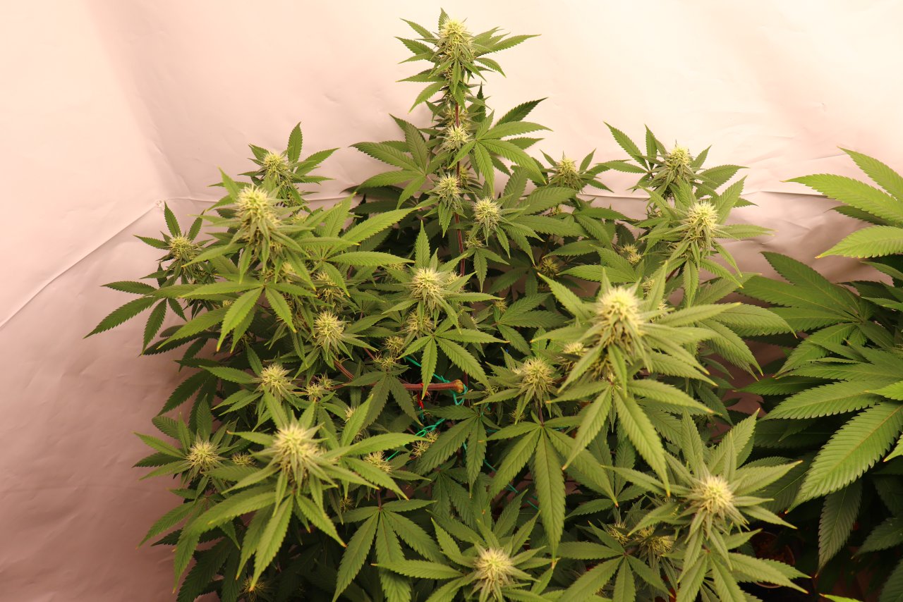 Solo Cup Project-Gorilla Bomb Feminized #1/A-Day 28 of Flowering-6/18/23