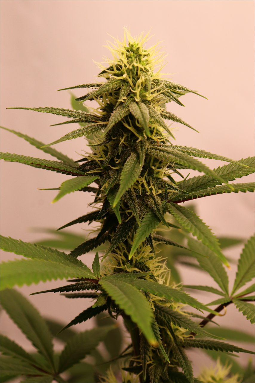 Solo Cup Project-Gorilla Bomb Feminized #1/A-Day 28 of Flowering-6/18/23