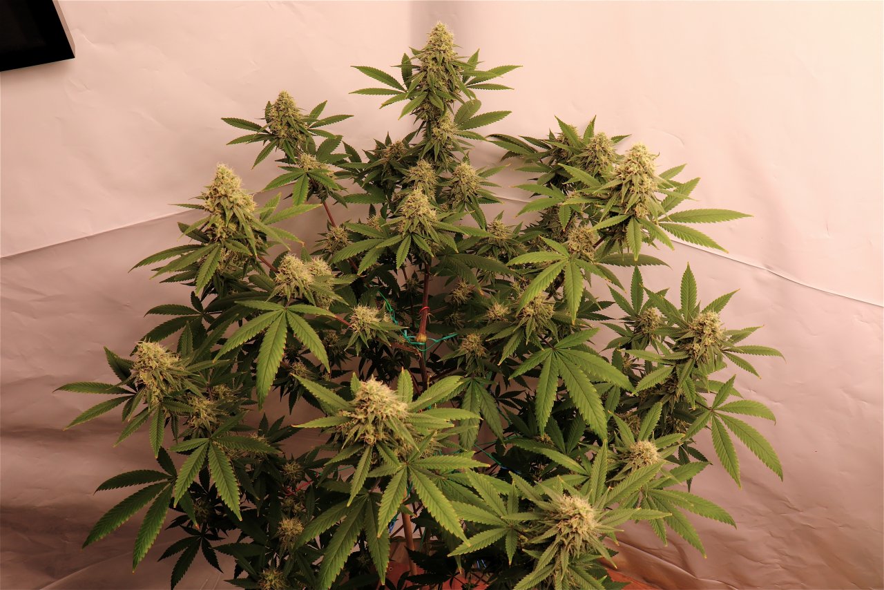 Solo Cup Project-Gorilla Bomb Feminized #1/A-Day 49 of Flowering-7/9/23