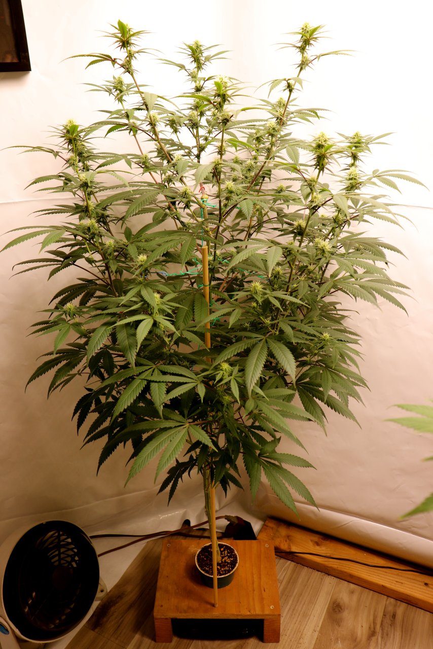 Solo Cup Project-Gorilla Bomb Feminized #1/B-Day 21 of Flowering-6/11/23