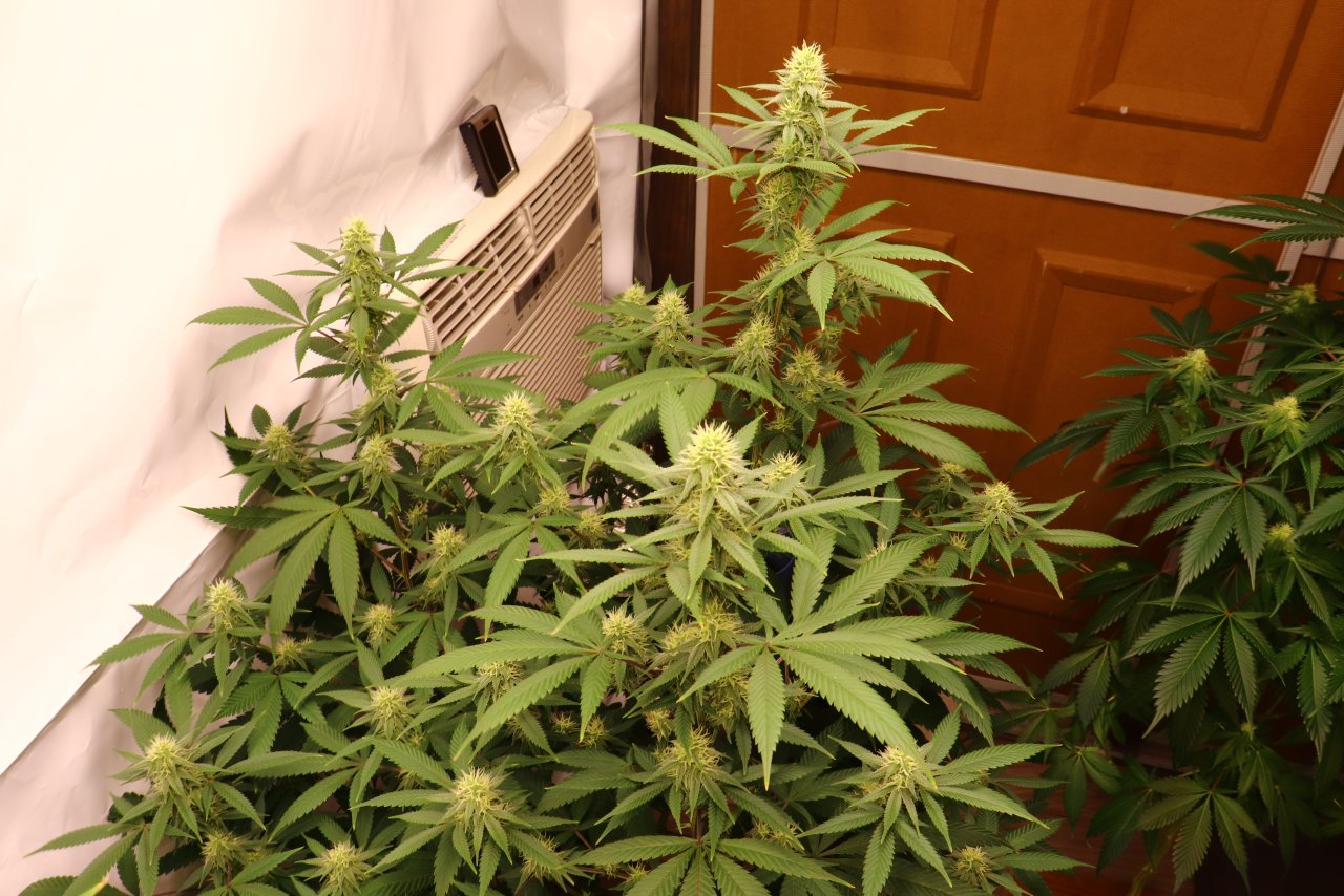 Solo Cup Project-Gorilla Bomb Feminized #1/B-Day 28 of Flowering-6/18/23