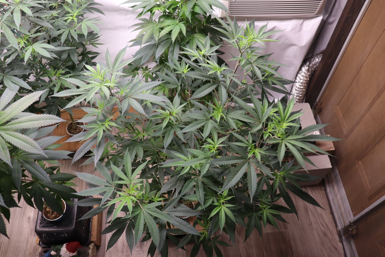 Solo Cup Project-Gorilla Bomb Feminized-Day 3 of Flowering-5/24/23