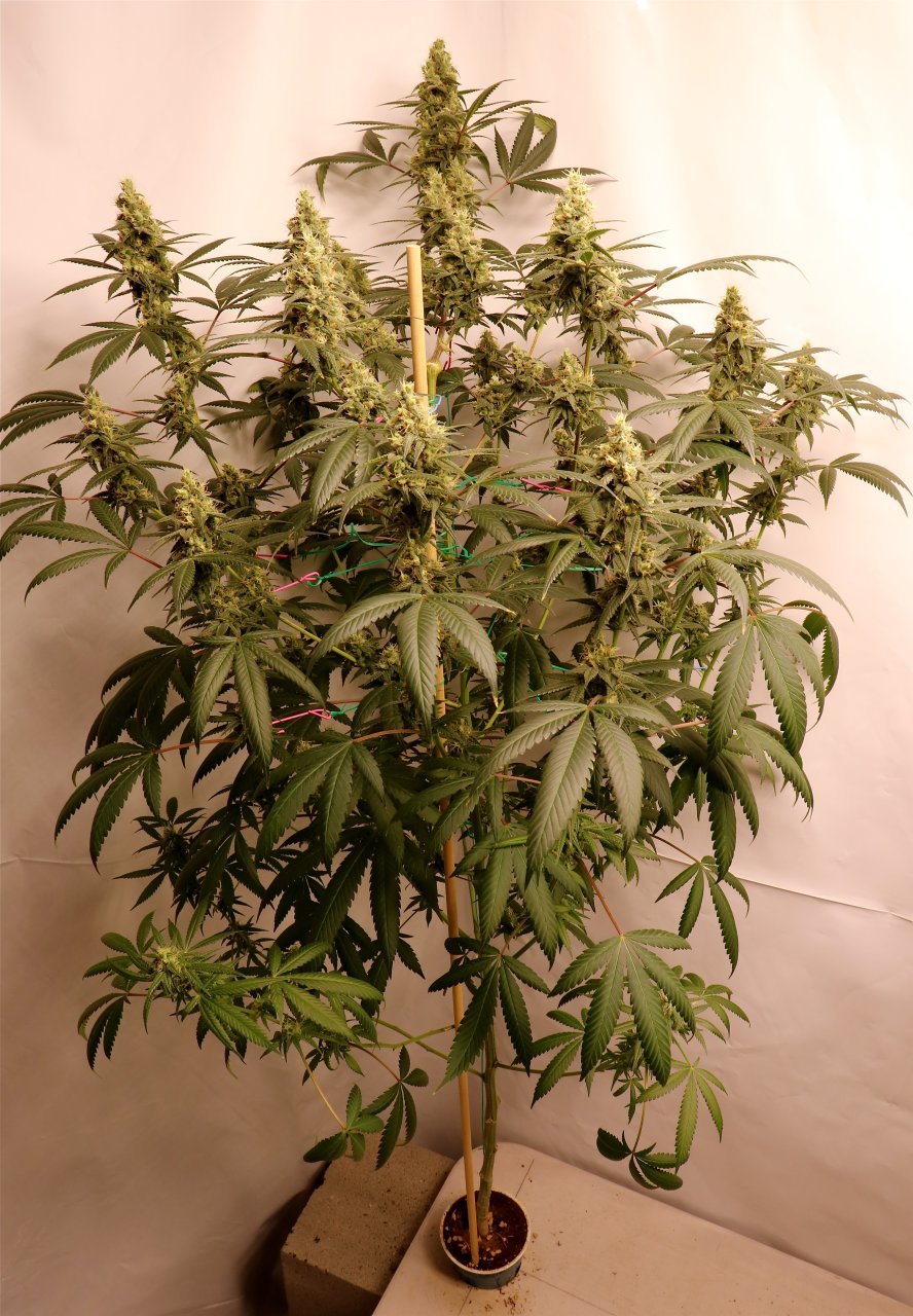 Solo Cup Project-Gorilla Bomb Feminized-Day 45 of Flowering