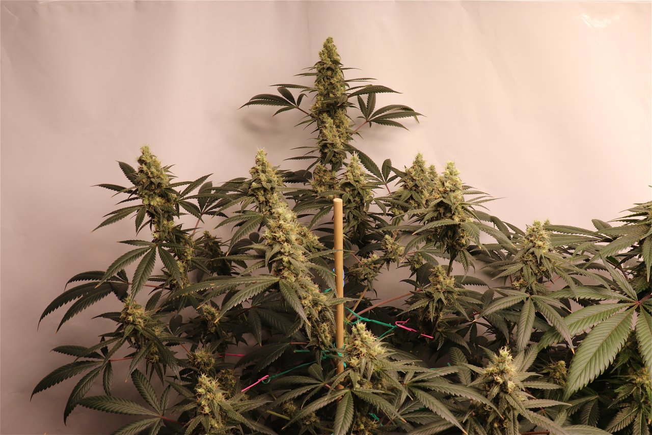 Solo Cup Project-Gorilla Bomb Feminized-Day 45 of Flowering