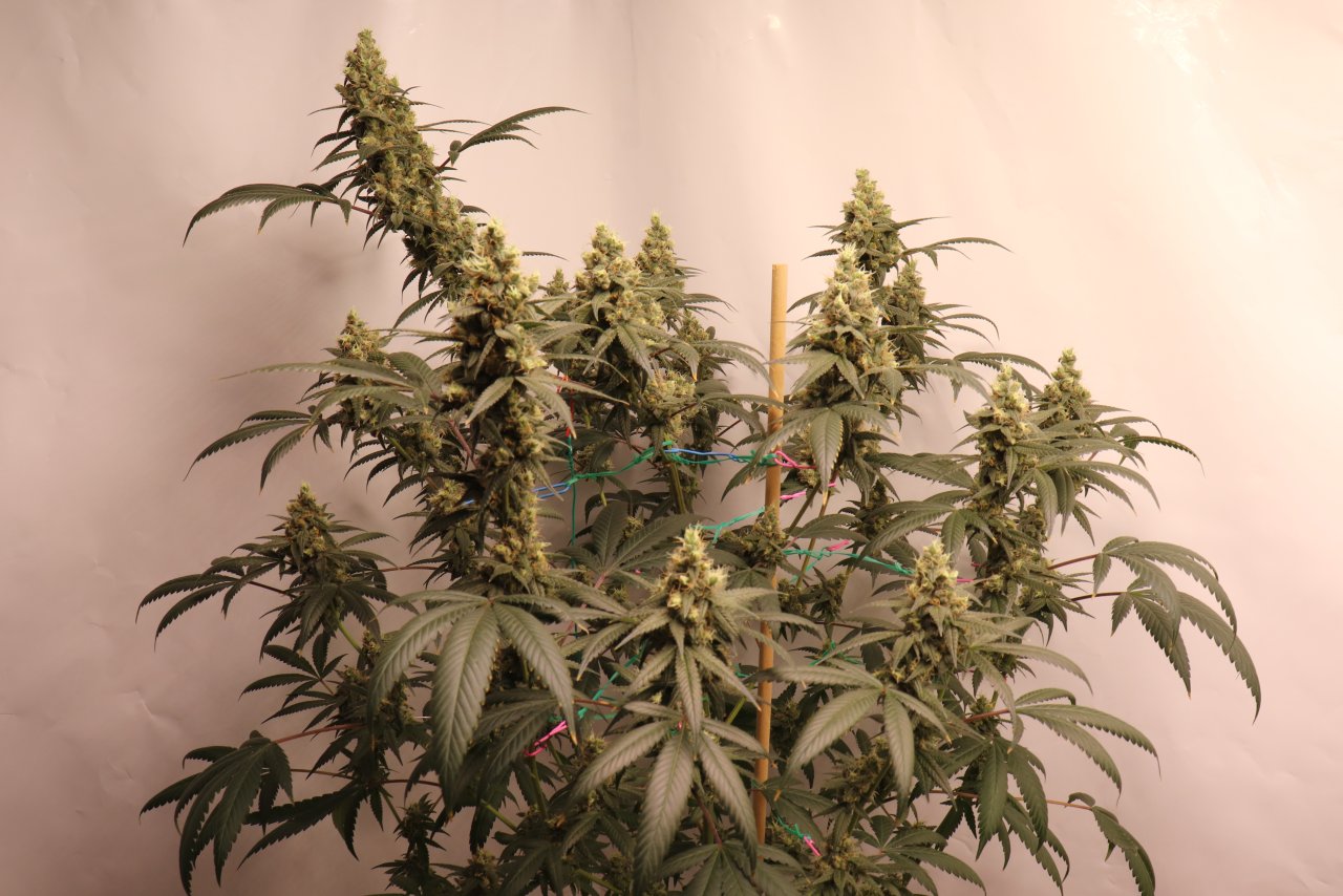 Solo Cup Project-Gorilla Bomb Feminized-Day 52 of Flowering-5/10/23