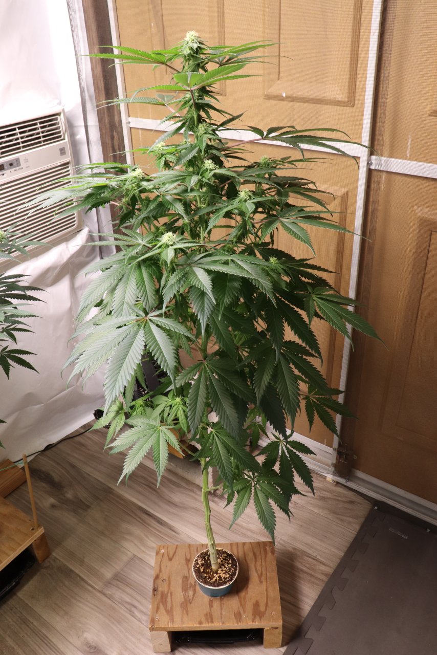 Solo Cup Project-Jilly Bean (Photo)-Day 21 of Flowering-6/11/23