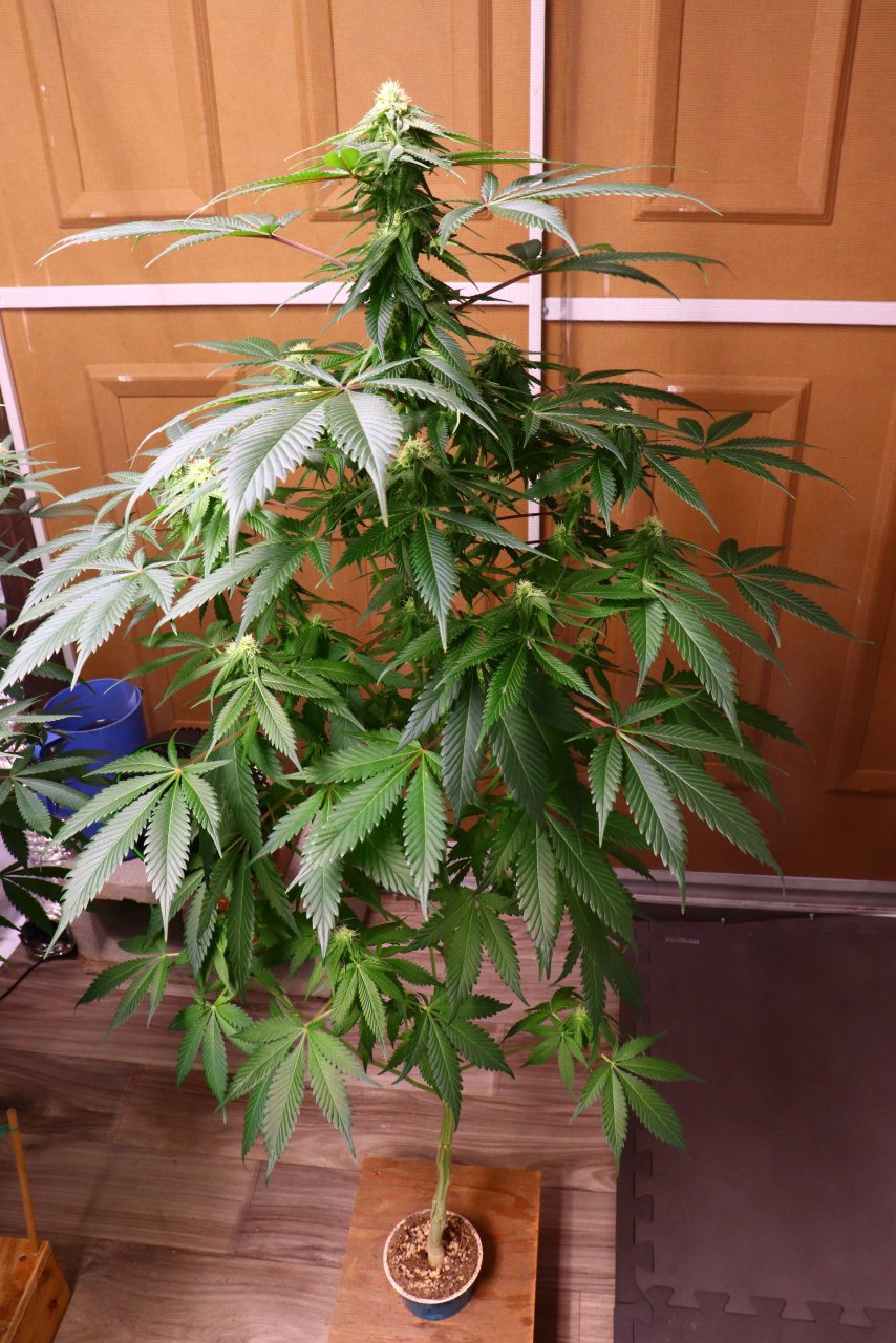 Solo Cup Project-Jilly Bean (Photo)-Day 28 of Flowering-6/18/23