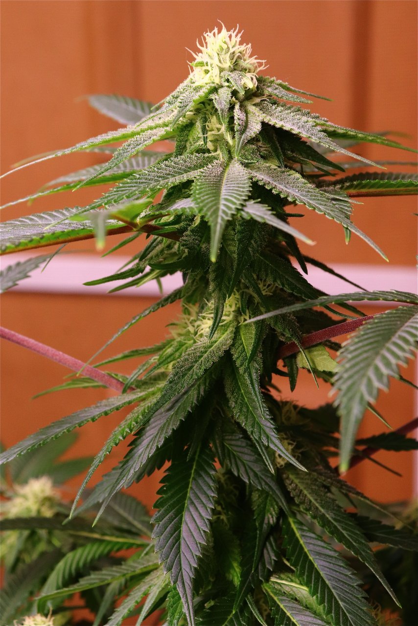 Solo Cup Project-Jilly Bean (Photo)-Day 28 of Flowering-6/18/23