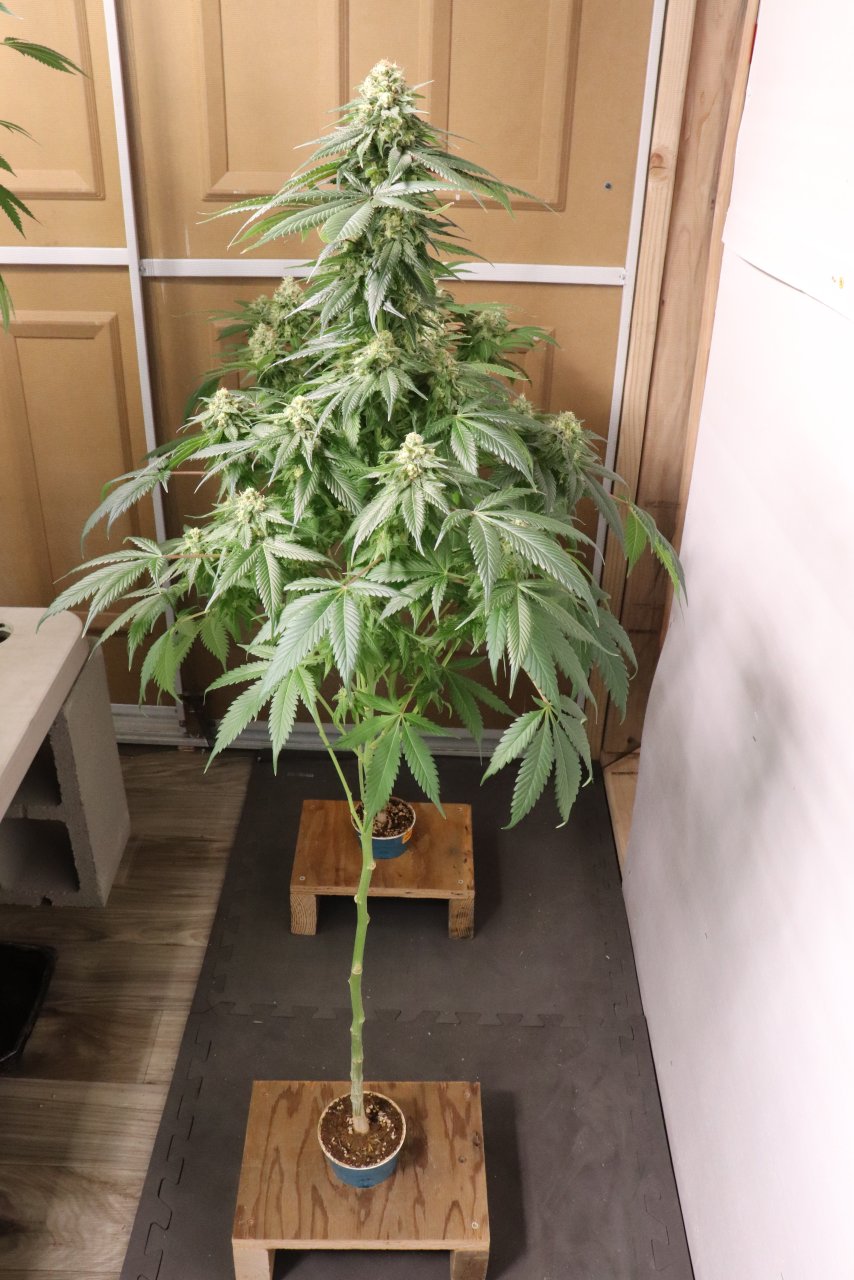 Solo Cup Project-Jilly Bean (Photo)-Day 52 of Flowering-5/10/23