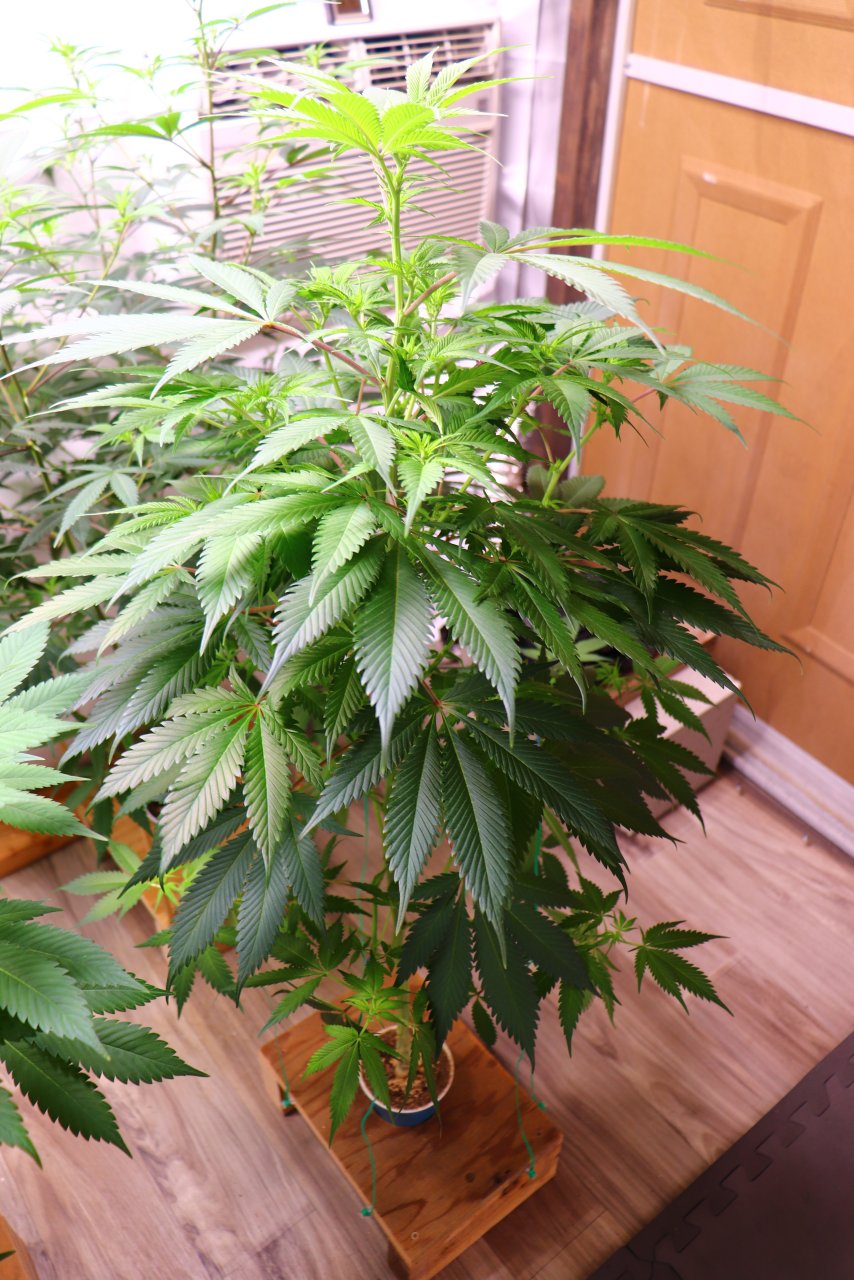 Solo Cup Project-Jilly Bean (Photo)-Day 8 of Flowering-5/29/23