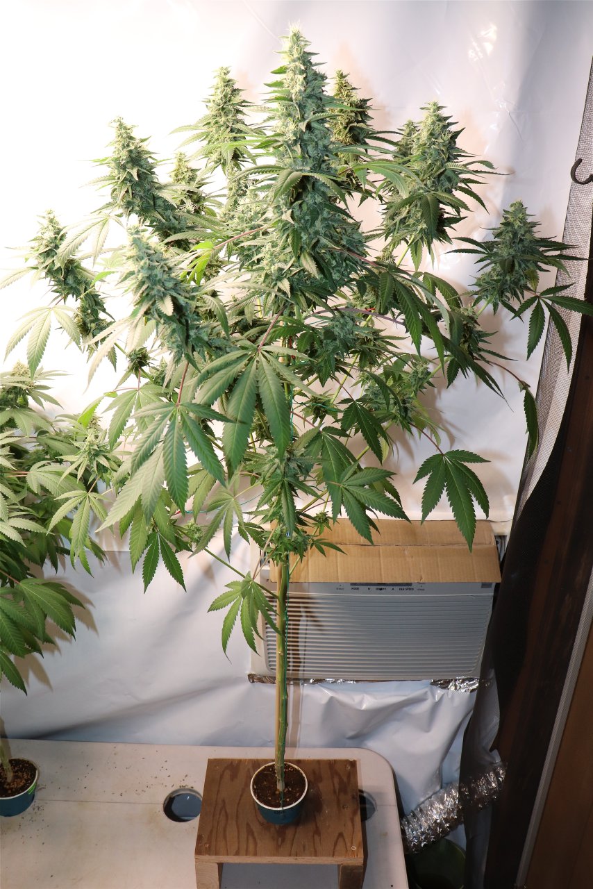 Solo Cup Project-OG Kush Feminized #1-Day 44 of Flowering-5/2/23