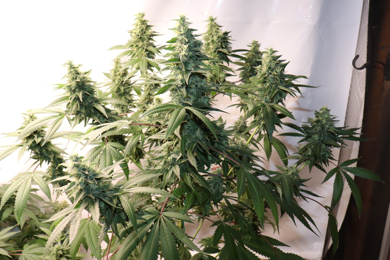 Solo Cup Project-OG Kush Feminized #1-Day 44 of Flowering-5/2/23