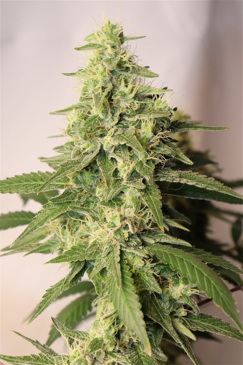 Solo Cup Project-OG Kush Feminized #1-Day 44 of Flowering-5/2/23