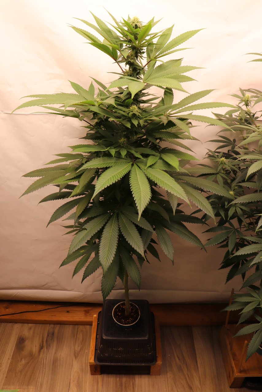 Solo Cup Project-OG Kush Feminized #2/A-Day 21 of Flowering-6/11/23