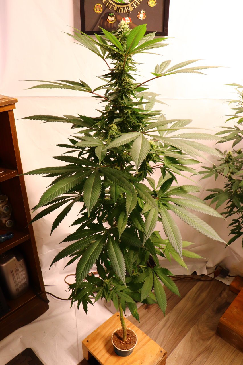 Solo Cup Project-OG Kush Feminized #2/A-Day 28 of Flowering-6/18/23