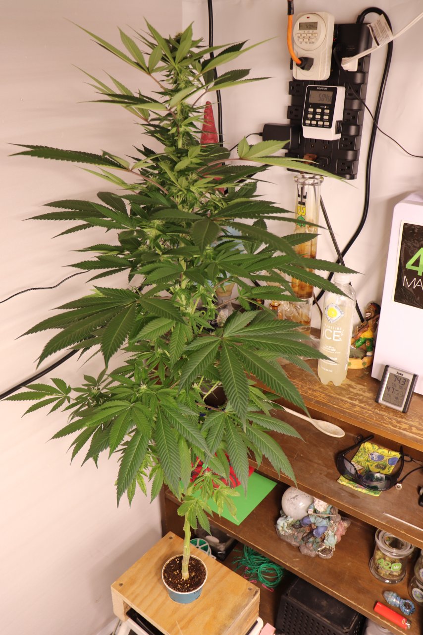 Solo Cup Project-OG Kush Feminized #2/B-Day 21 of Flowering-6/11/23