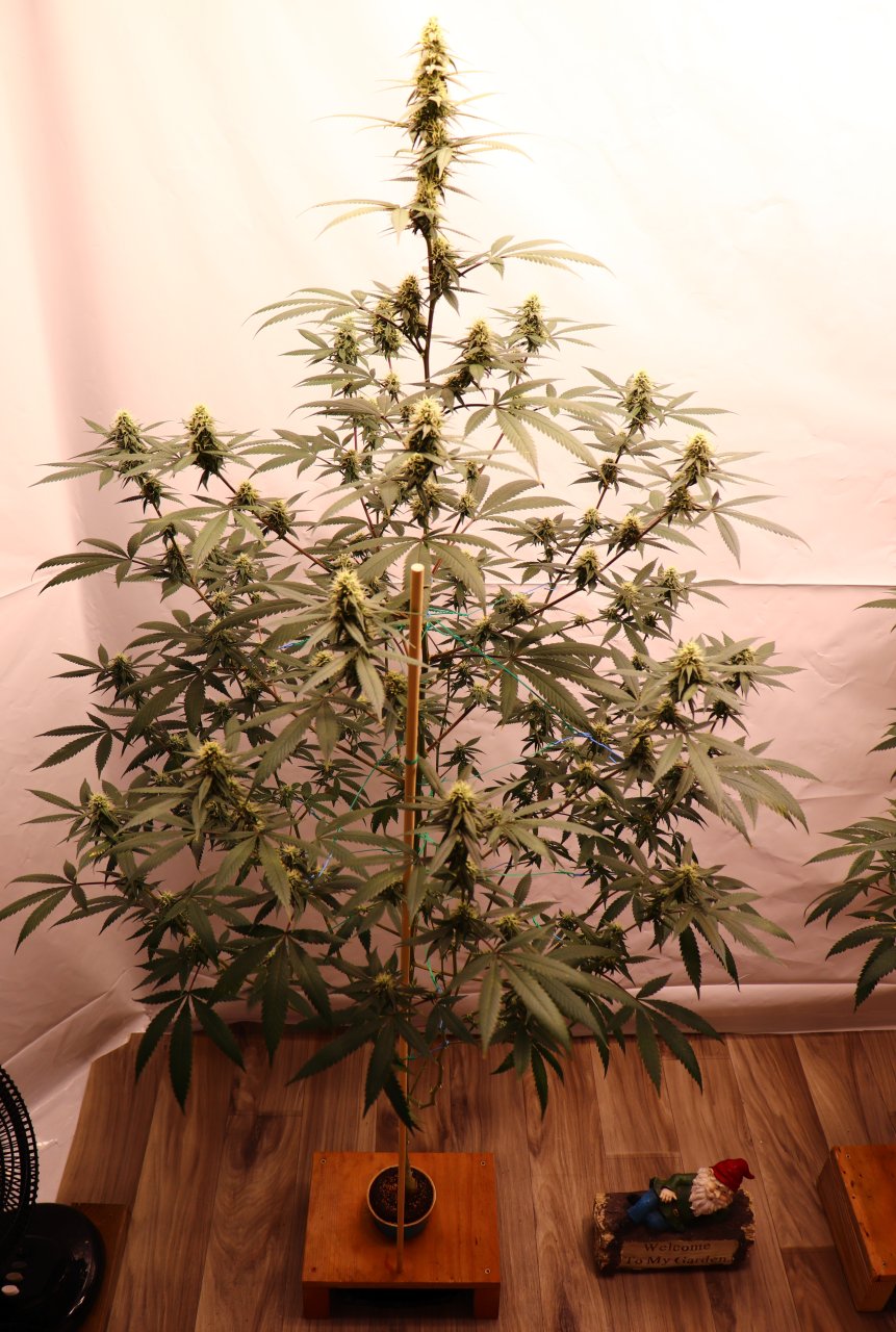 Solo Cup Project/Phase 3-Gorilla Bomb Feminized #1/Day 31 of Flowering-9/1/23