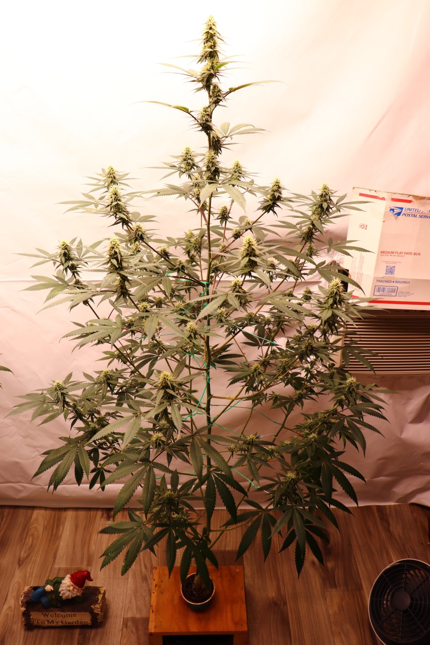 Solo Cup Project/Phase 3-Gorilla Bomb Feminized #2/Day 31 of Flowering-9/1/23