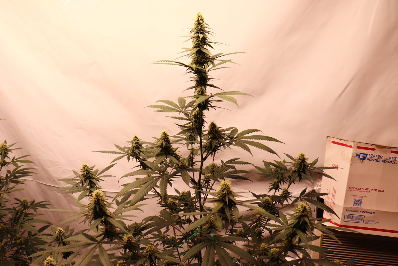 Solo Cup Project/Phase 3-Gorilla Bomb Feminized #2/Day 34 of Flowering-9/4/23