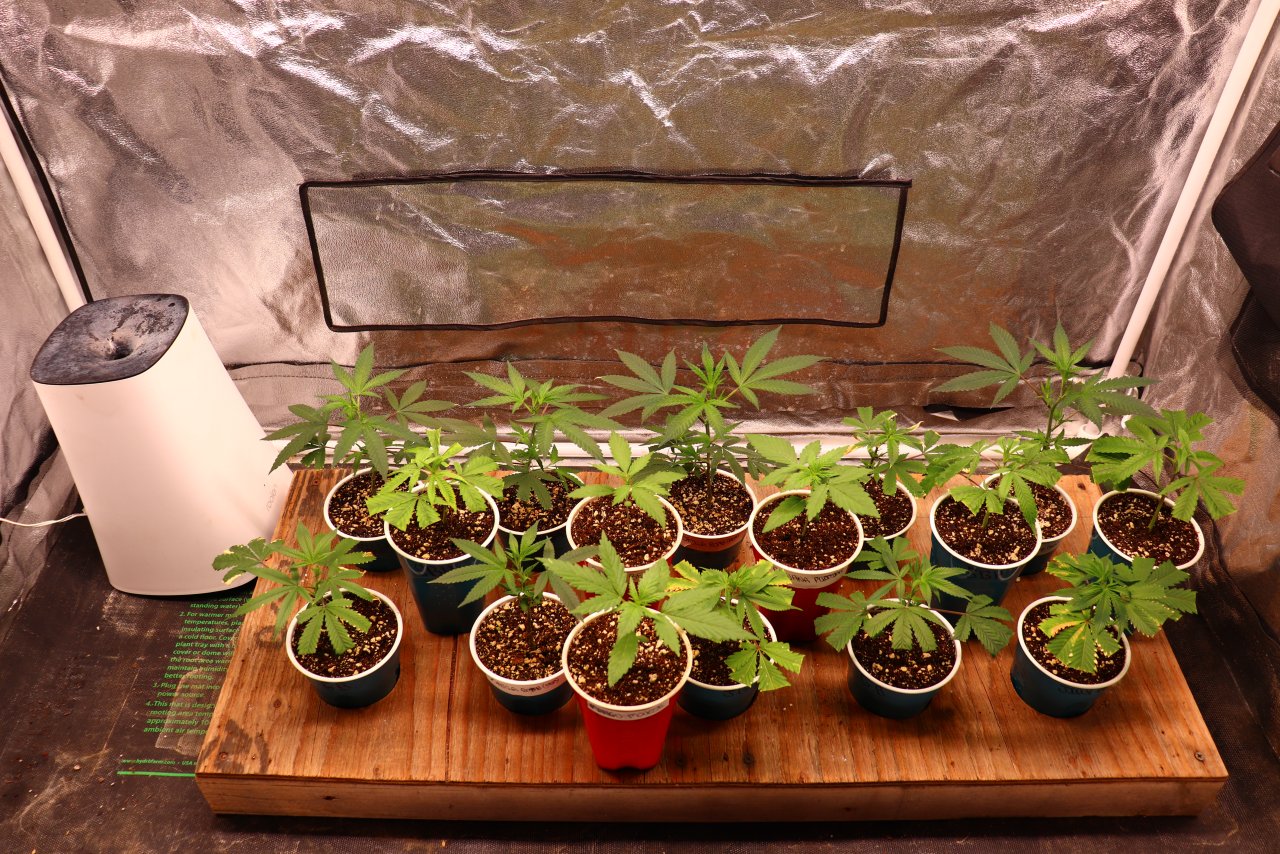 Solo Cup Project/Phase 3-Veg. Tent-6/5/23